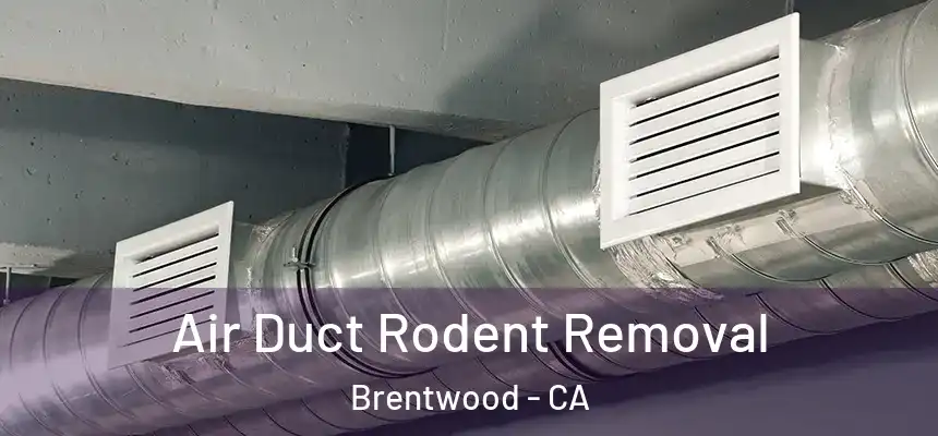  Air Duct Rodent Removal Brentwood - CA