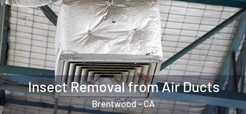  Insect Removal from Air Ducts Brentwood - CA